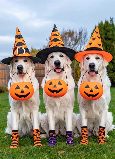 Doggone Wonderful Halloween Funny Halloween     Just pawsing to wish you a doggone wonderful Halloween!